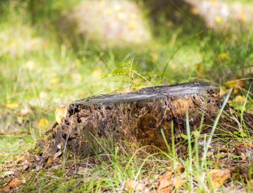 Emergency Stump Removal in Abbotsford