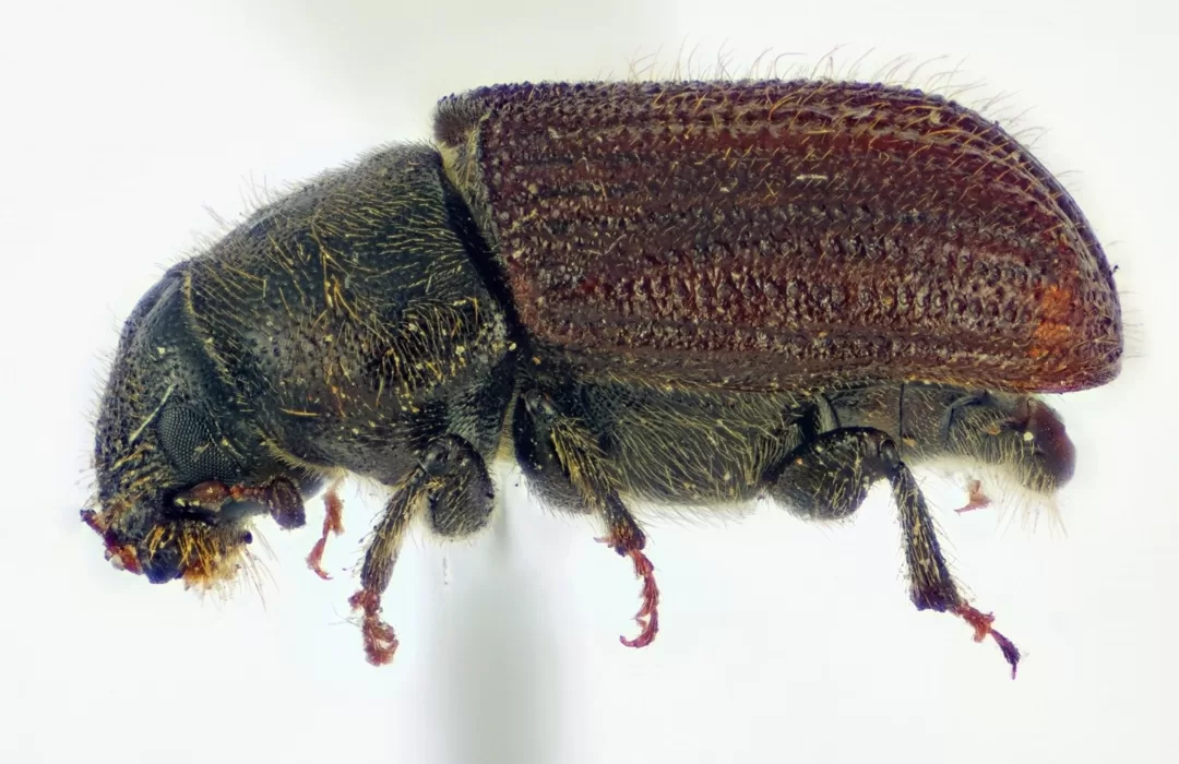 Close-up side view of a dark brown and black beetle with a textured body, six legs, and fine hair covering its exoskeleton, shown against a white background.