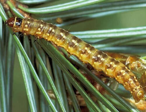 Top 3 Tree Pests This Spring: British Columbia’s Main Culprits