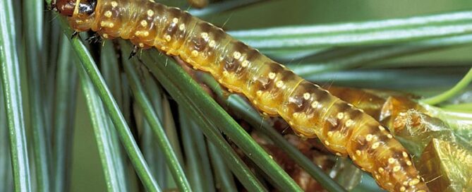 A close-up of a yellowish-brown caterpillar with segmented body crawling on green pine needles.