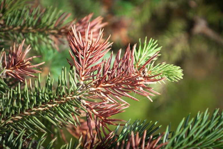Close-up of a pine branch showing both healthy green needles and unhealthy brown, dried needles, indicating possible disease or stress.