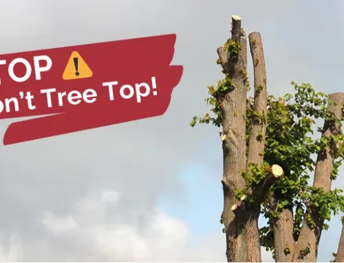 The Dangers of Tree Topping: Why This Practice Threatens Your Trees and Property