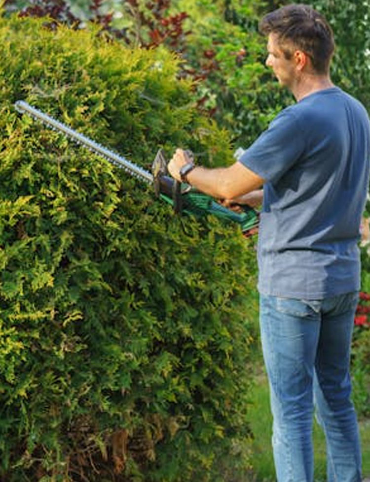 hedge trimmer in abbotsford