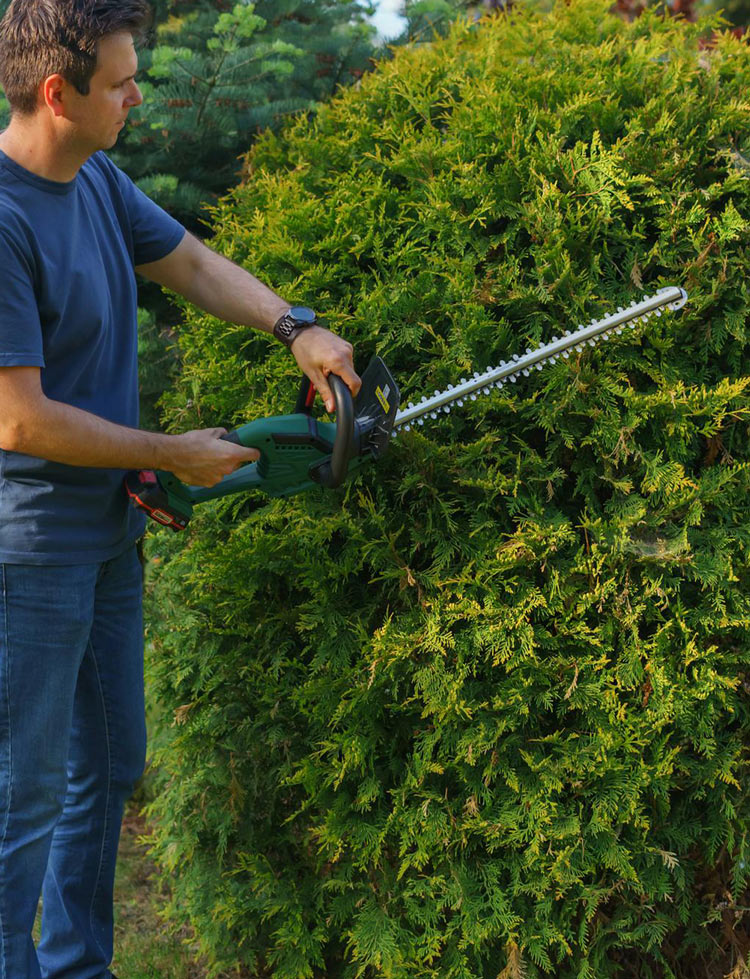 A person wearing a blue shirt and jeans trims a large green shrub with an electric hedge trimmer in a garden.