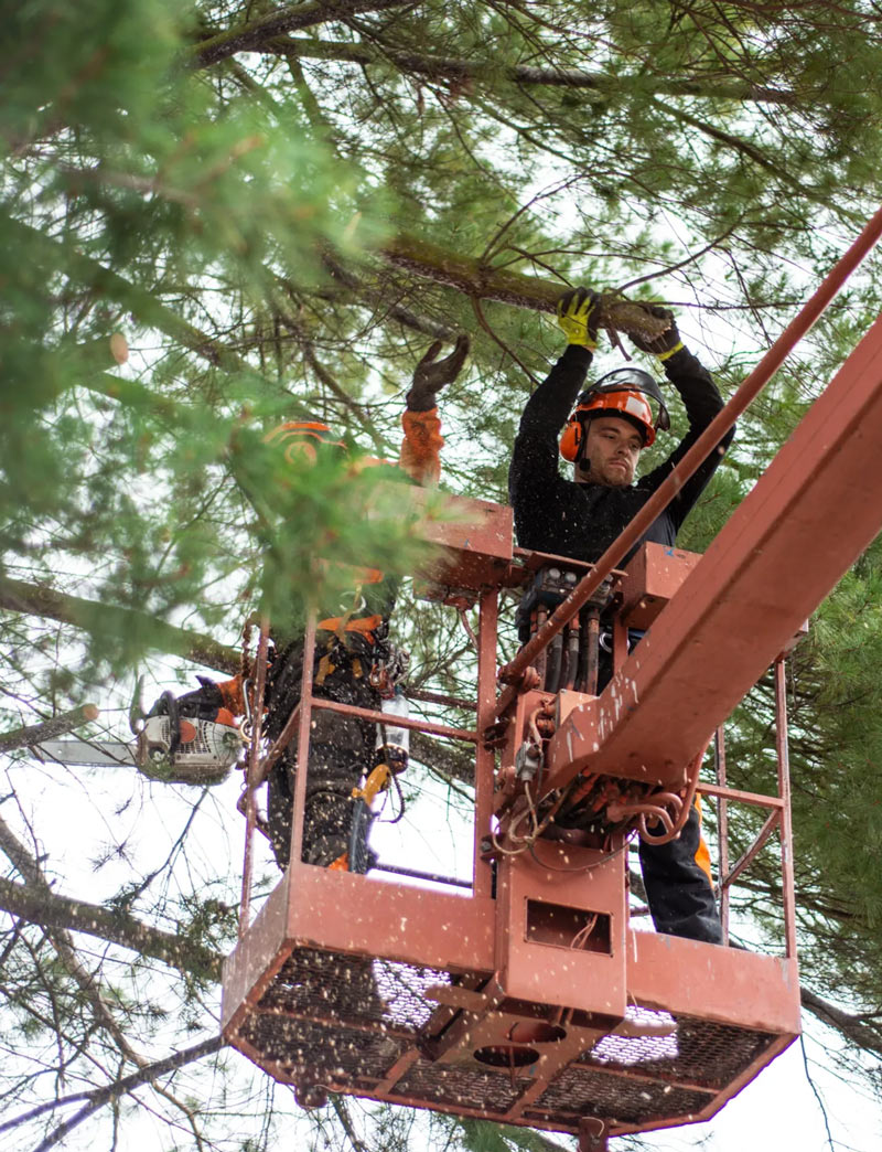 tree trimming in west vancouver